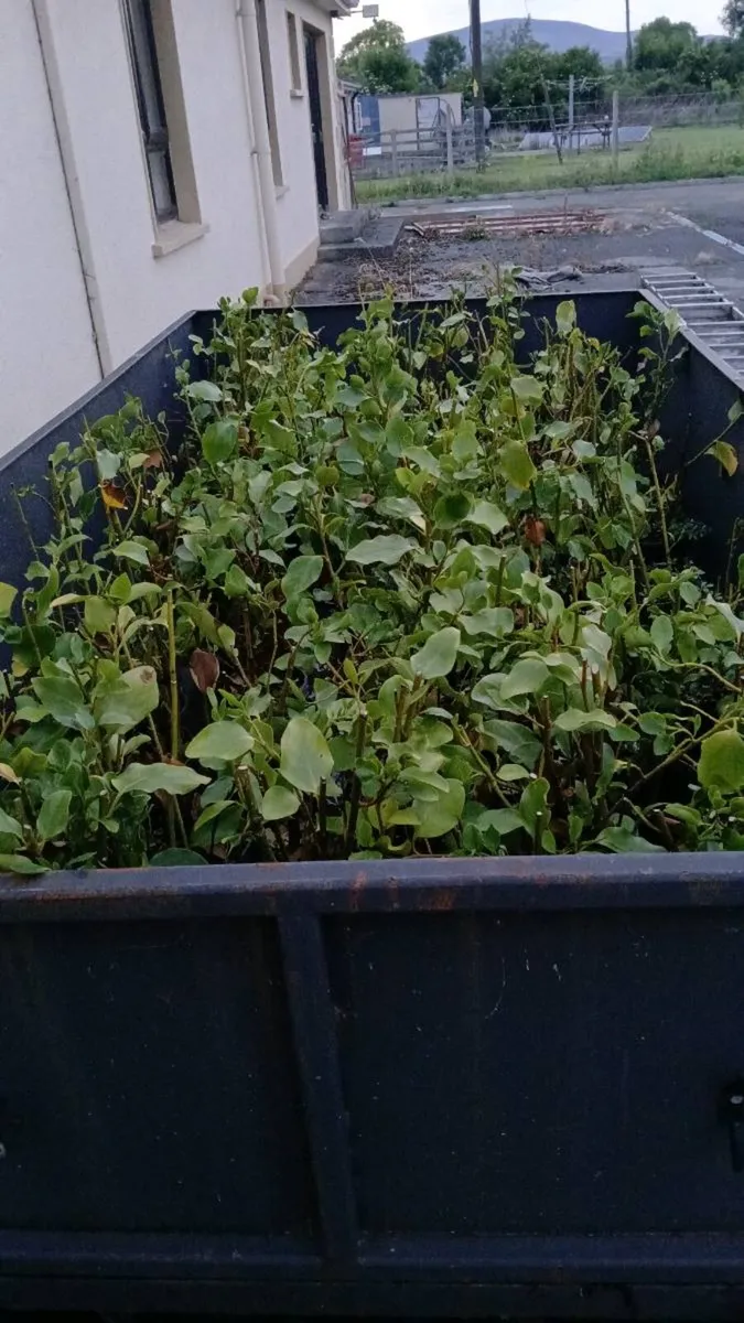 GRISELINIA EVERGREEN HEDGING PLANTS - Image 3