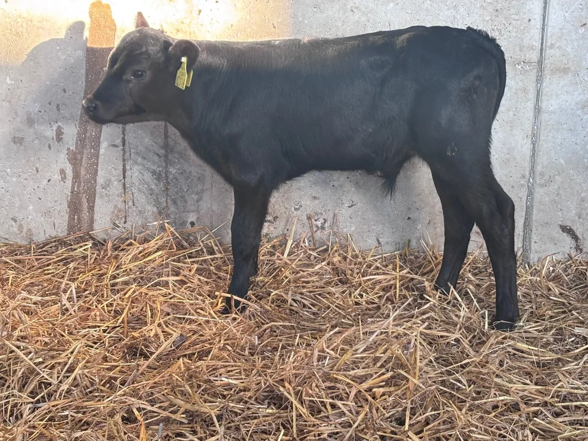 3 Angus suck calves for sale - Image 2