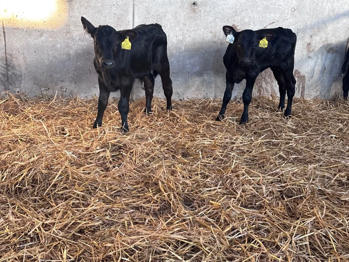 3 Angus suck calves for sale - Image 3