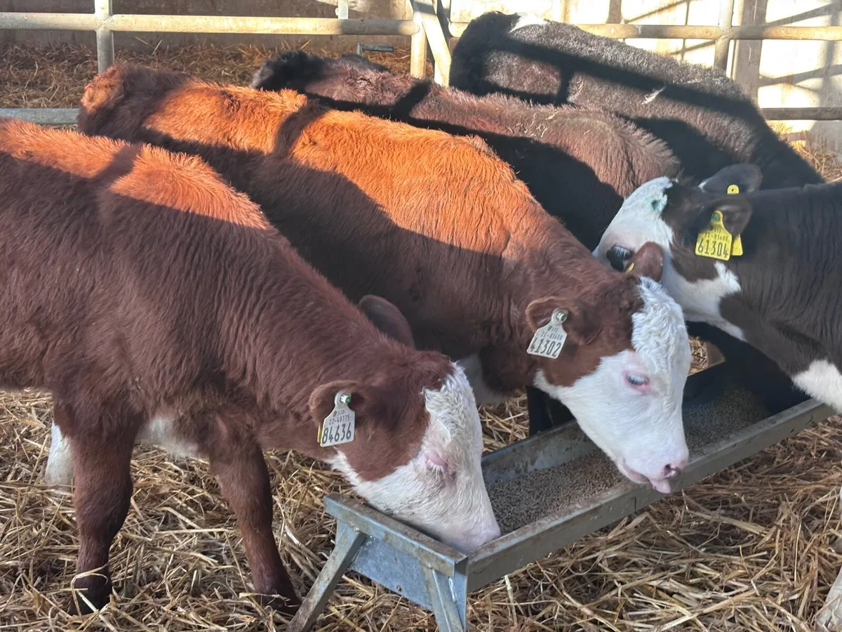 6 grass bull calves for sale @€530 - Image 2