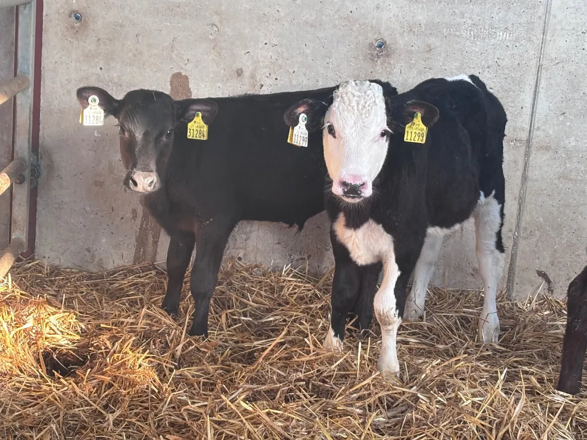 6 grass bull calves for sale @€530 - Image 3