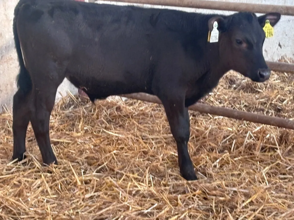 6 grass bull calves for sale @€530 - Image 4