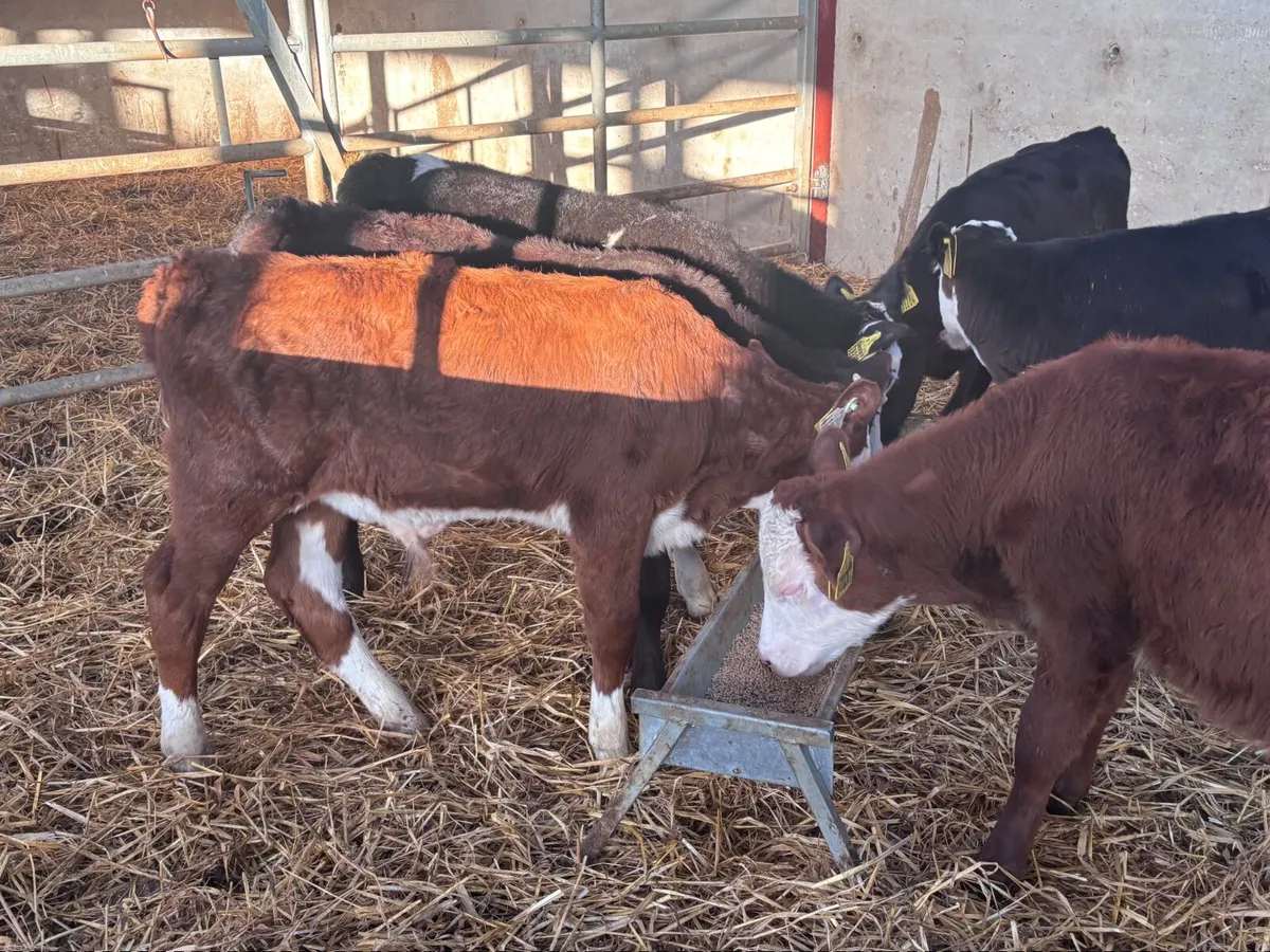 6 grass bull calves for sale @€530 - Image 1