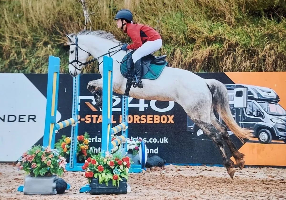Pretty Connie mare for confident rider - Image 1