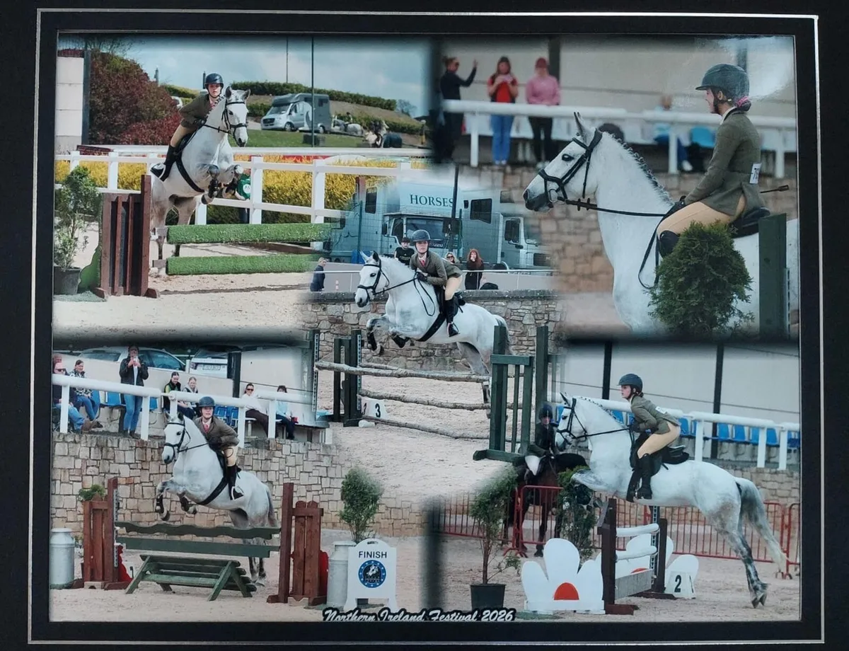 Pretty Connie mare for confident rider - Image 4