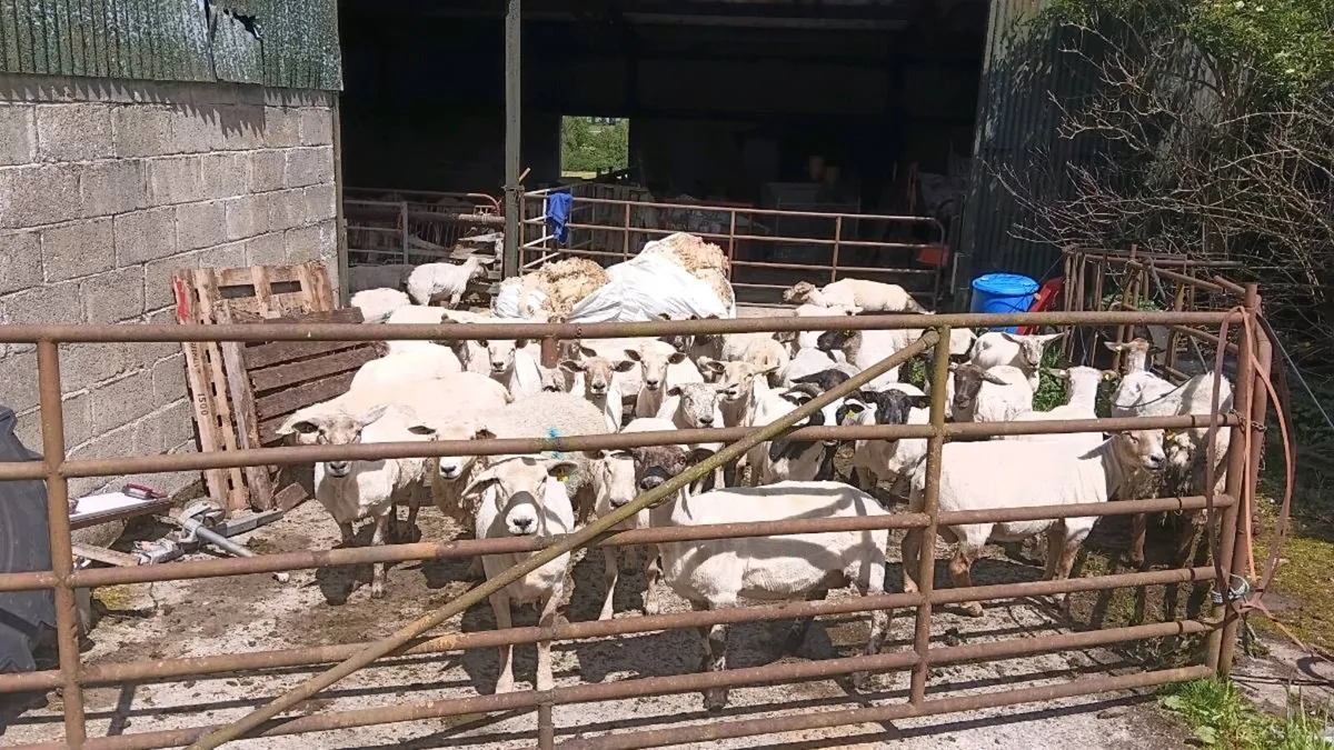 Sheep shearing - Image 1