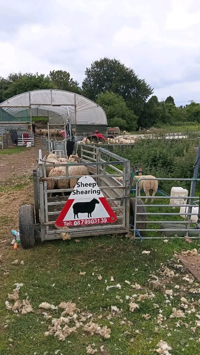 Sheep shearing - Image 2
