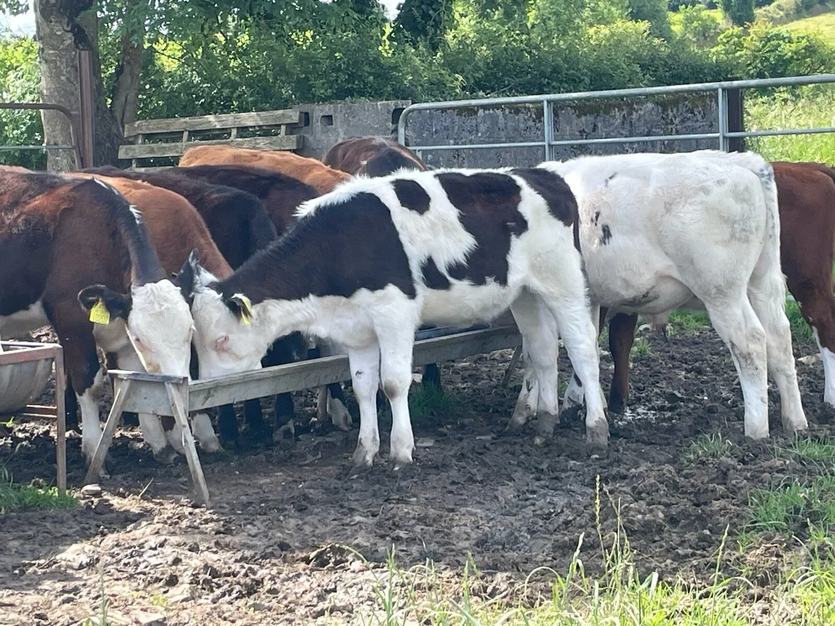 Beef cattle - Image 2