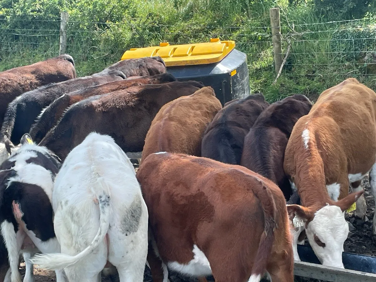 Beef cattle - Image 3
