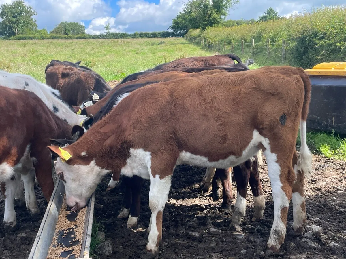 Beef cattle - Image 4