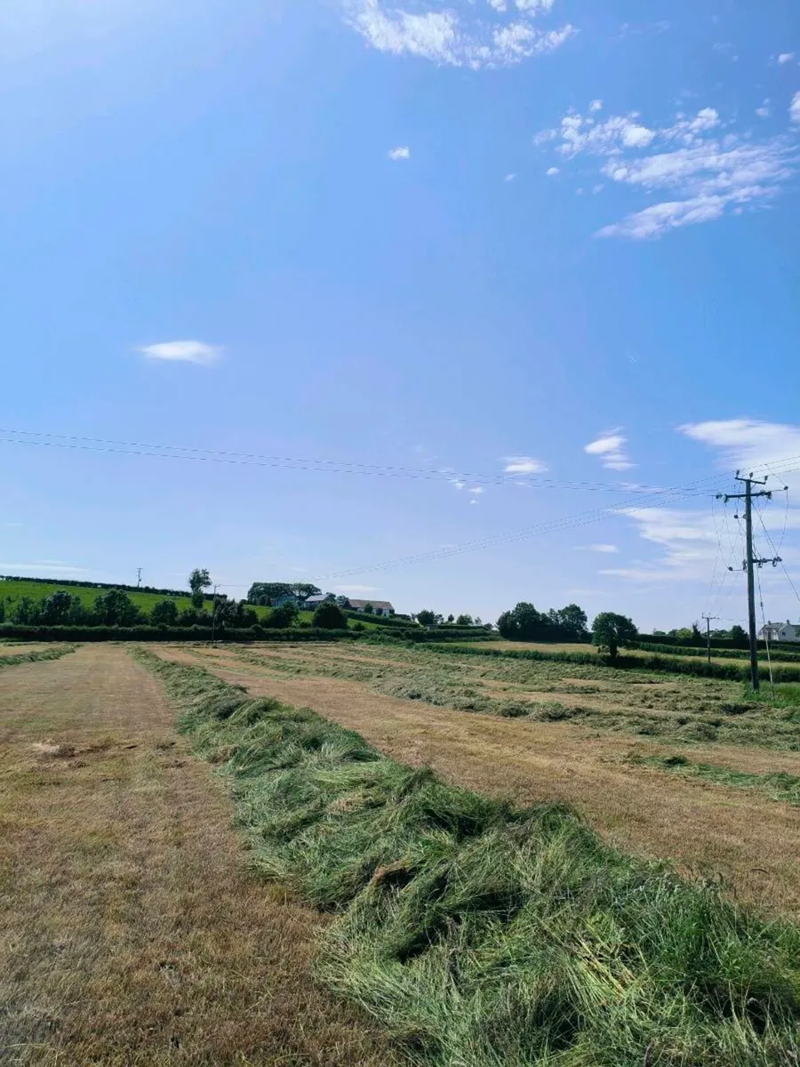 First cut silage - Image 1