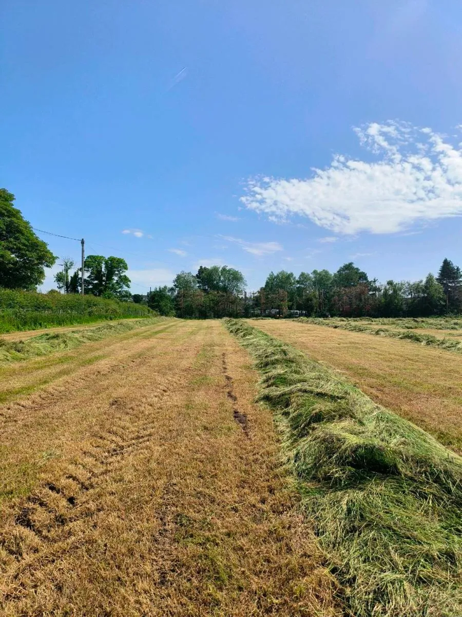 First cut silage - Image 2