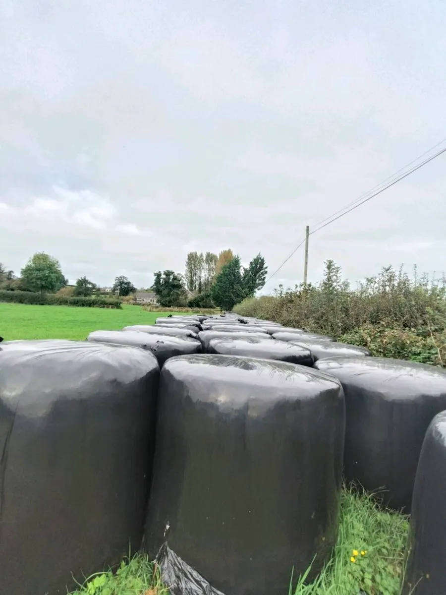 First cut silage - Image 3