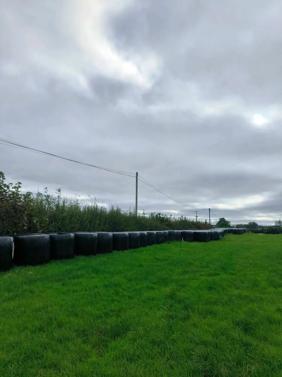 First cut silage - Image 4