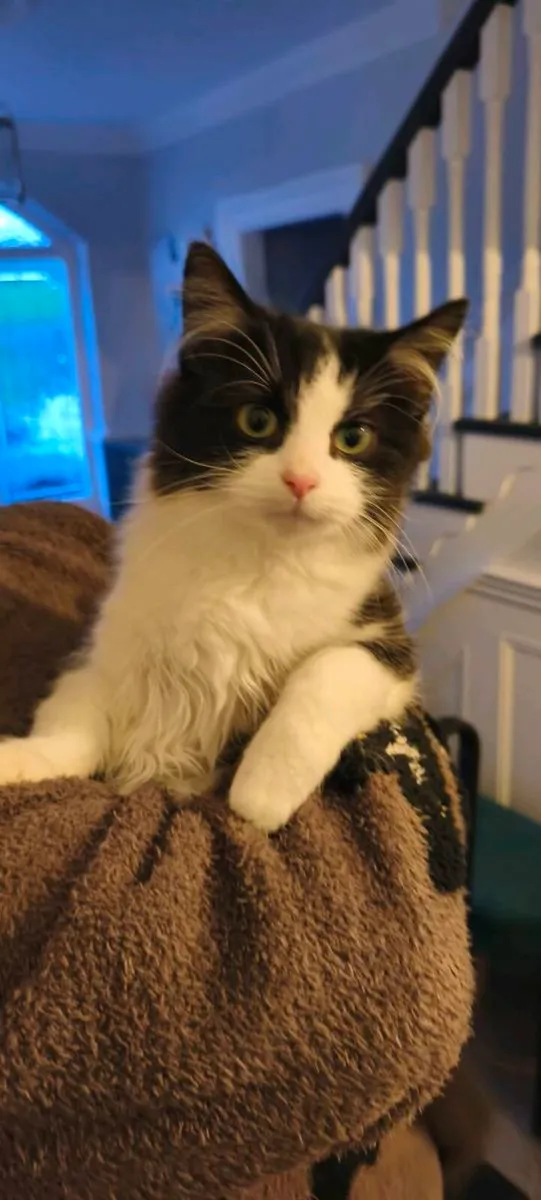 Adorable domestic long hair - Image 2