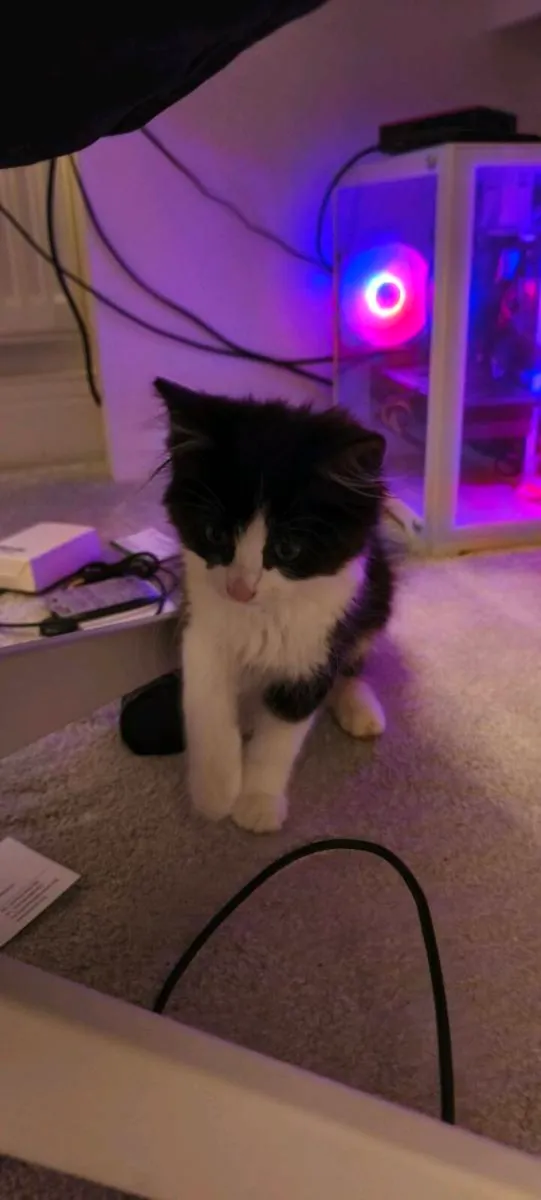 Adorable domestic long hair - Image 3