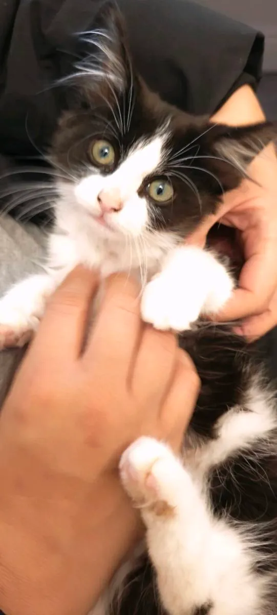 Adorable domestic long hair - Image 4
