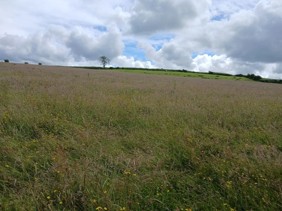 Haylage mogeely - Image 1