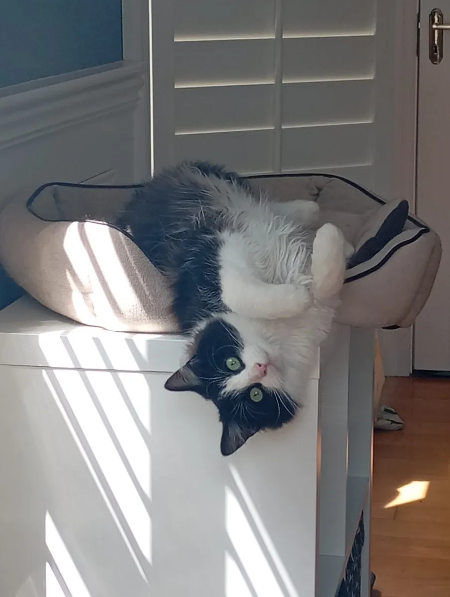 Adorable domestic long hair - Image 1
