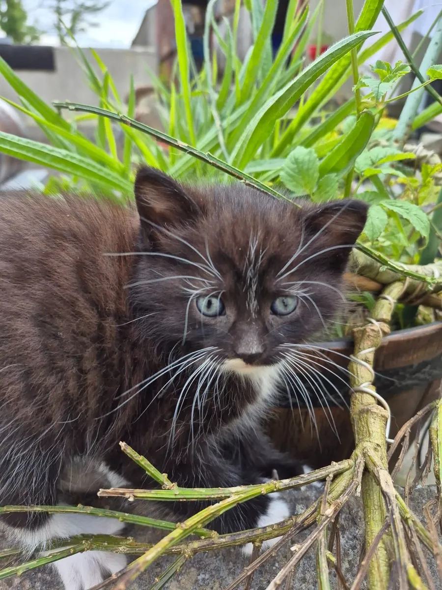 Kittens - Image 1