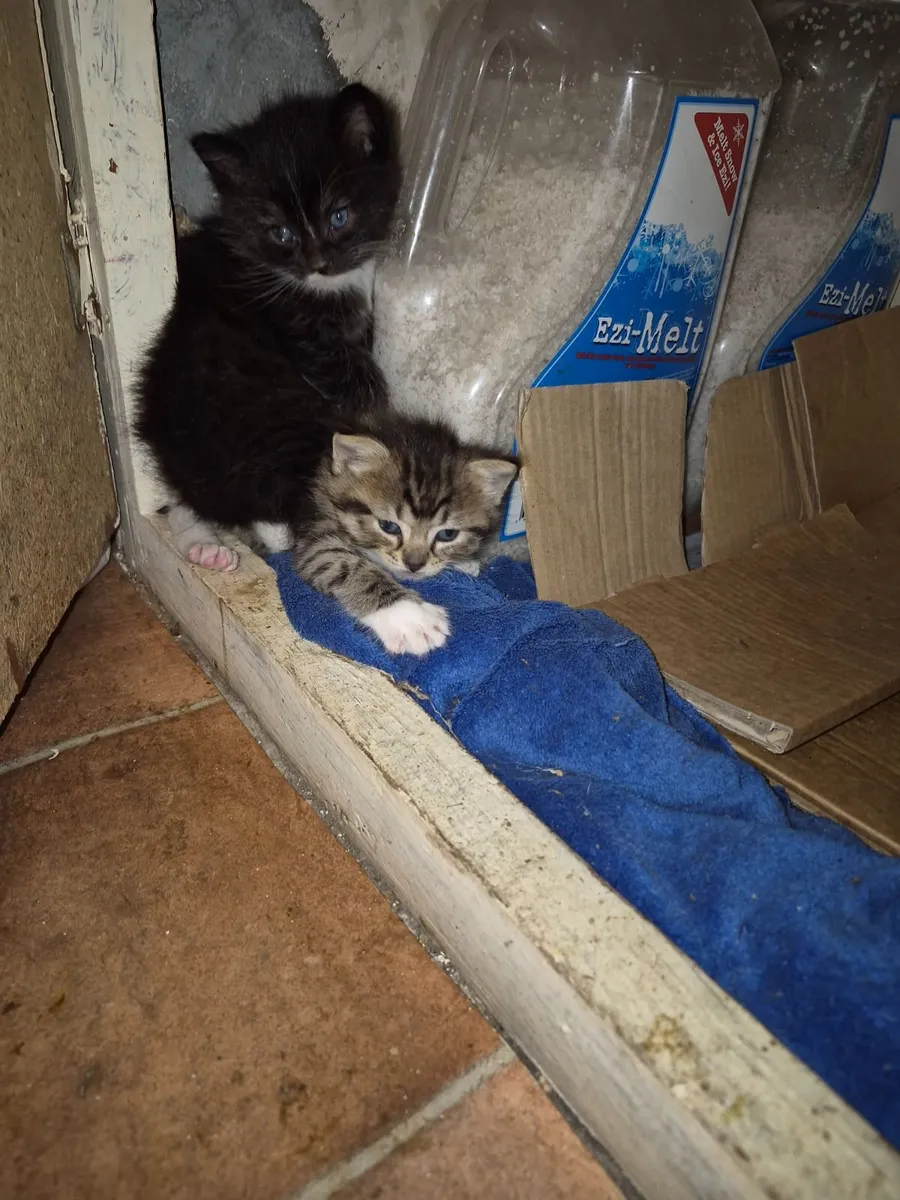 Kittens - Image 2