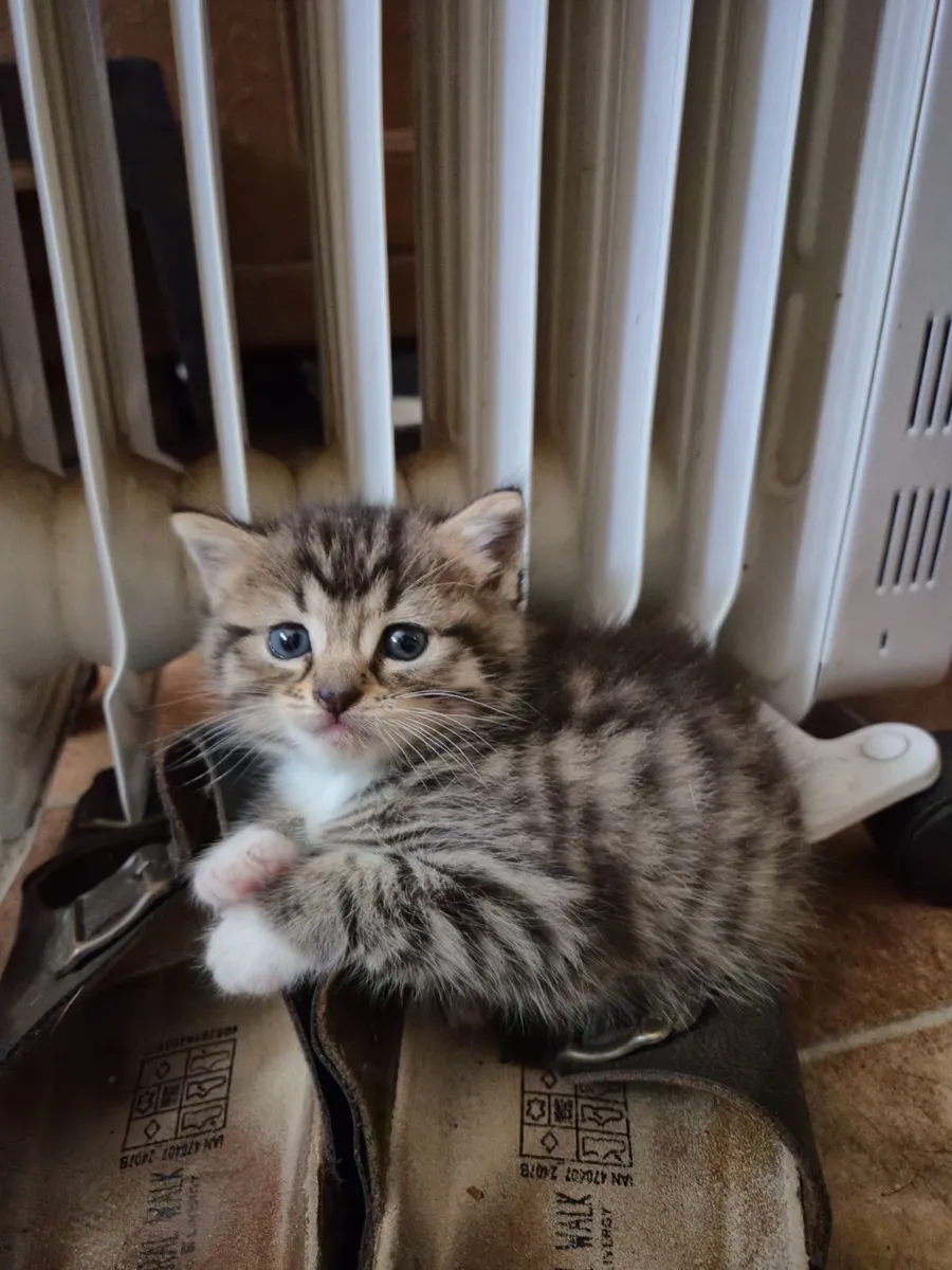 Kittens - Image 3