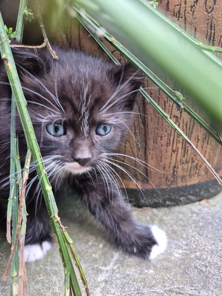 Kittens - Image 4