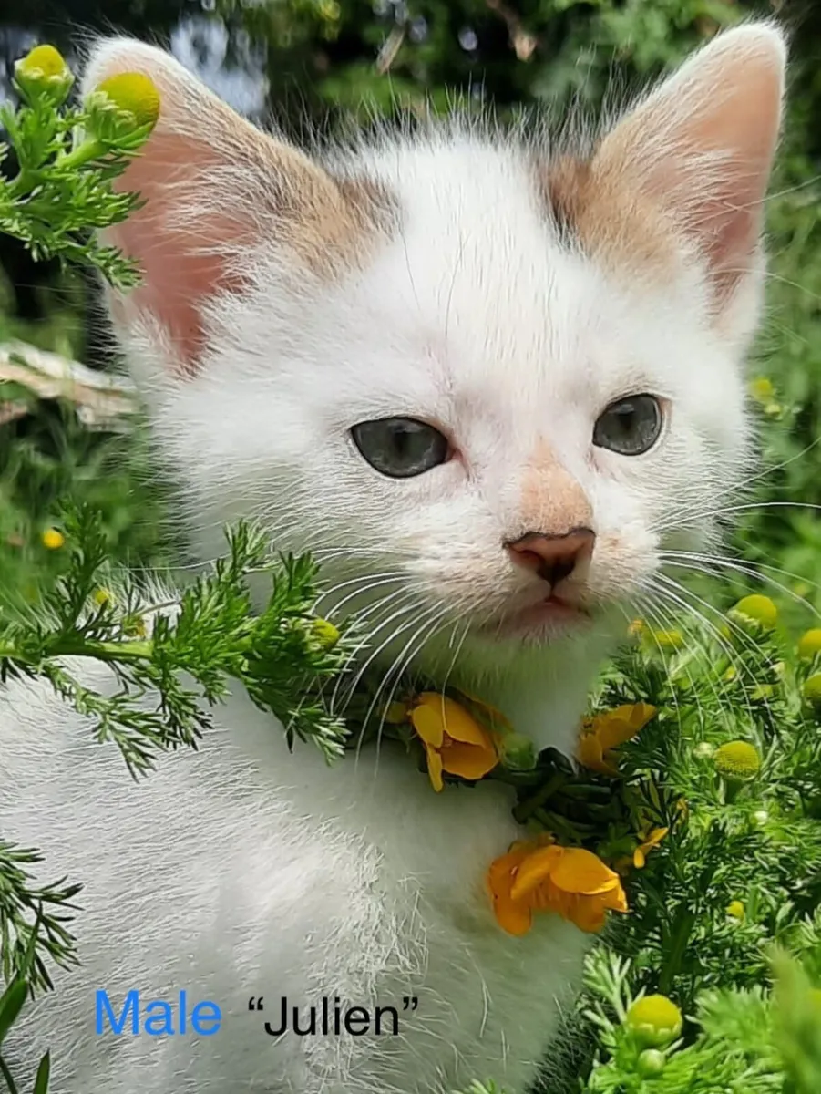 Beautiful Kittens-potty trained - Image 3