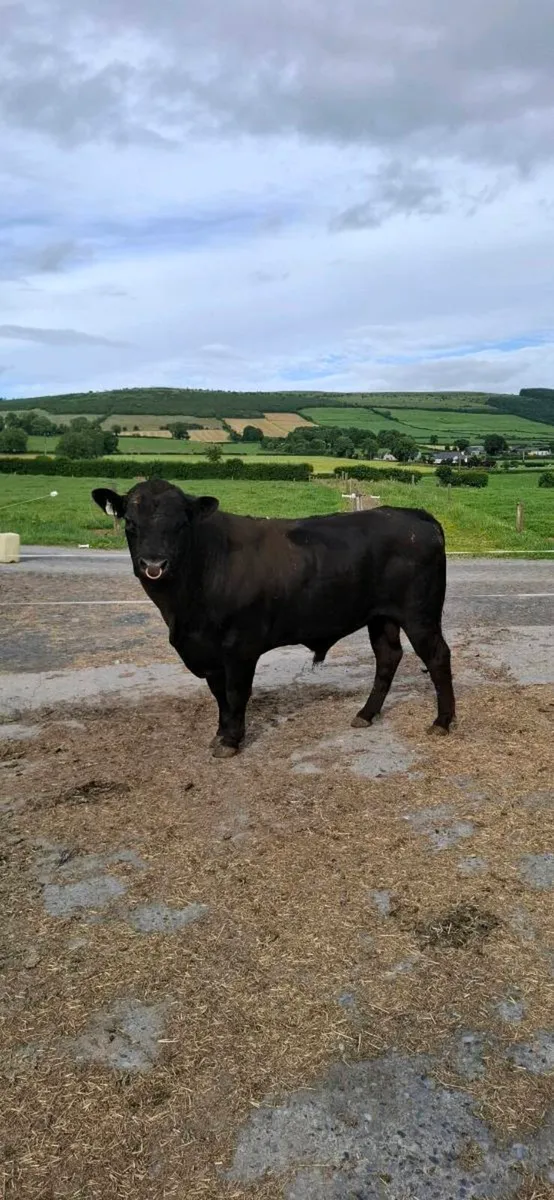 Angus Bull - Image 1