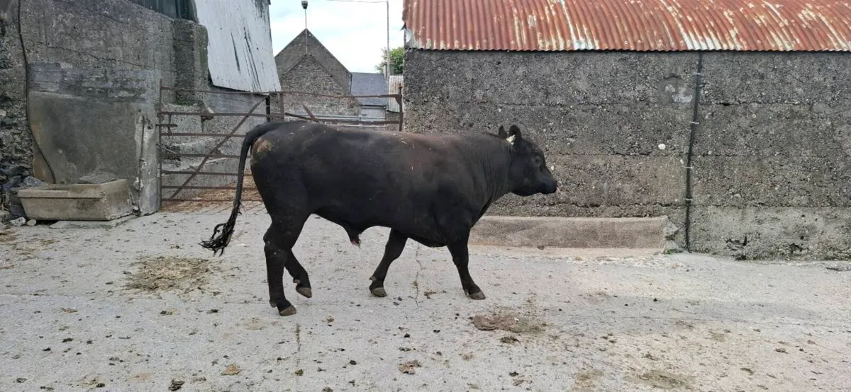 Angus Bull - Image 2