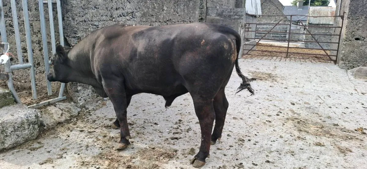 Angus Bull - Image 3