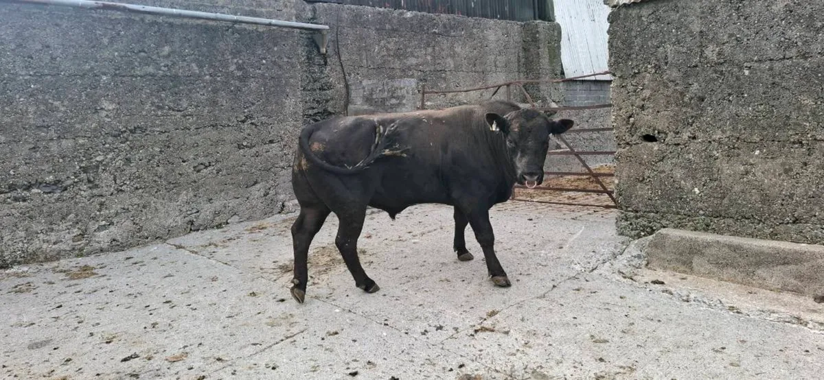 Angus Bull - Image 4