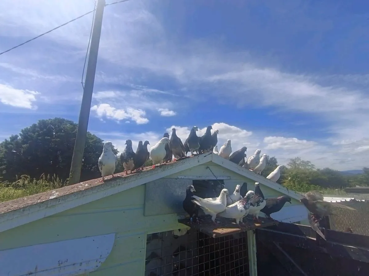 Garden pigeons - Image 1