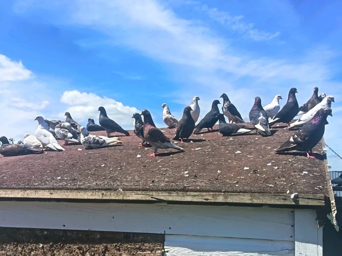 Garden pigeons - Image 2