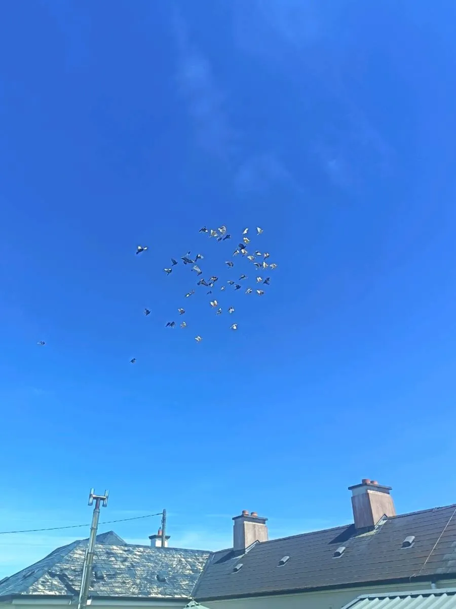 Garden pigeons - Image 3