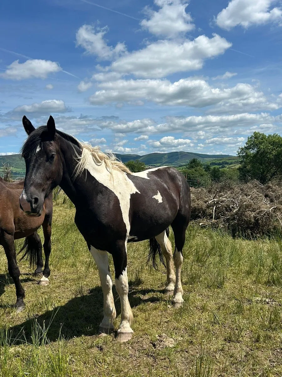 Equine - Image 2