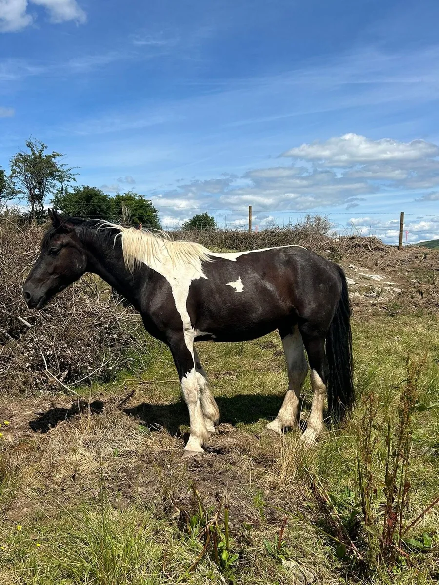 Equine - Image 1