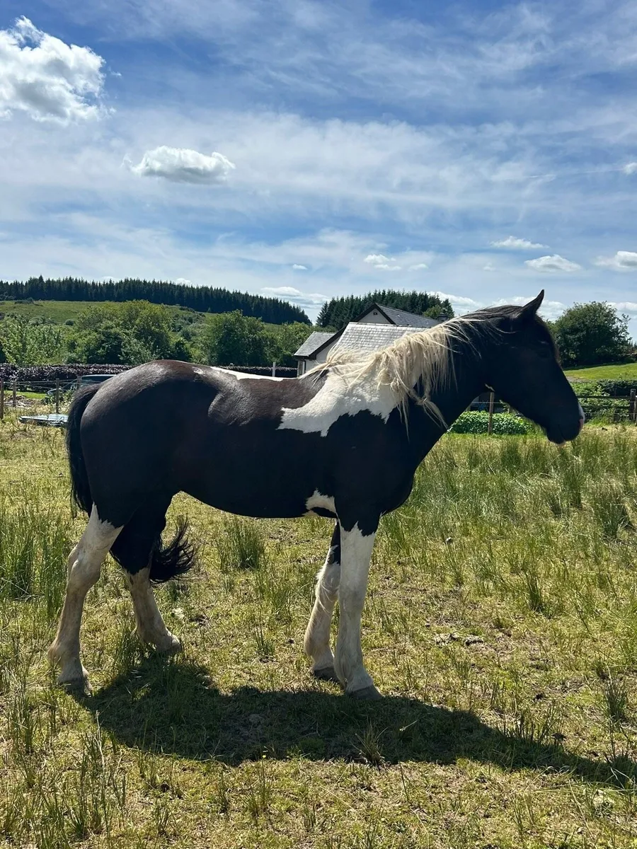 Equine - Image 3