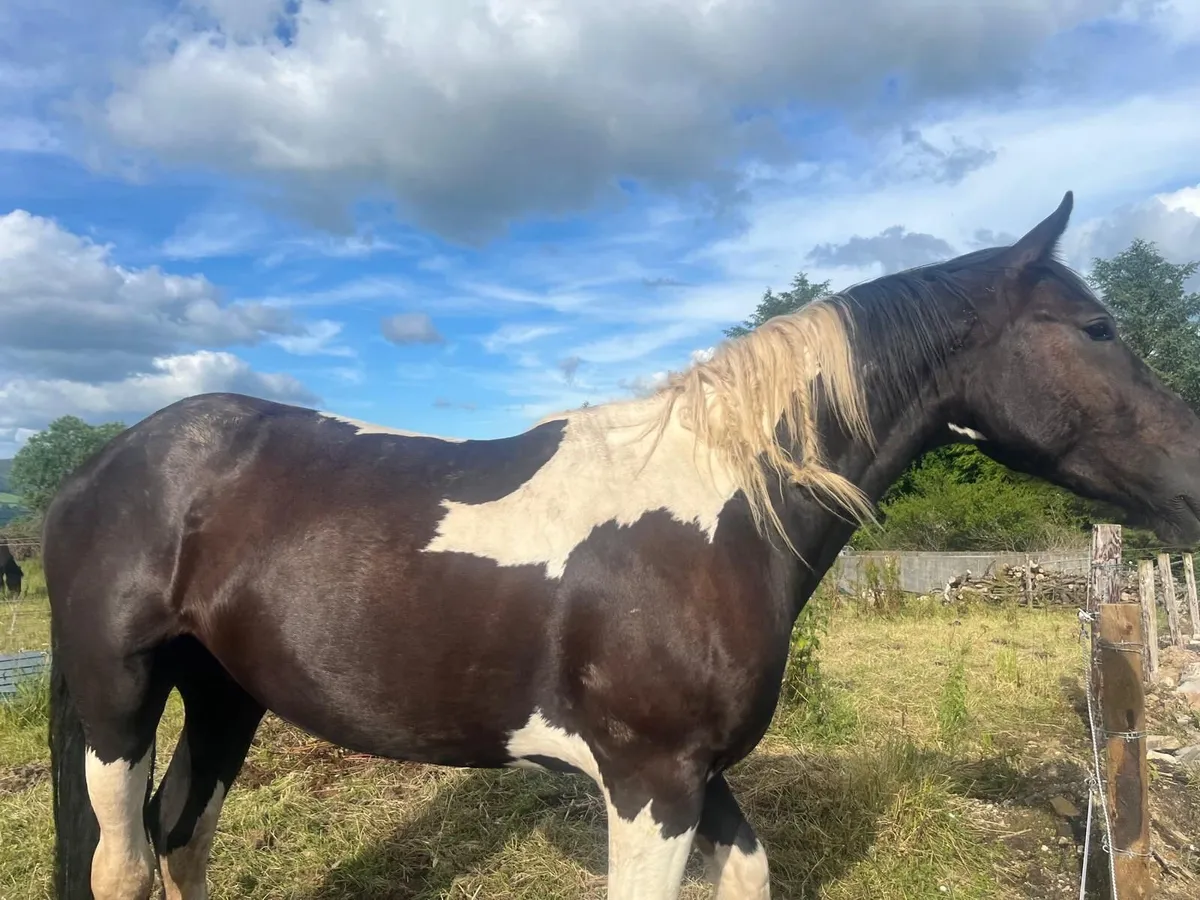 Equine - Image 4