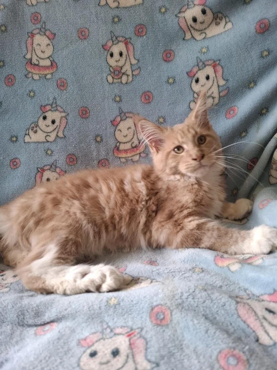 Maine Coon kitten - Image 3