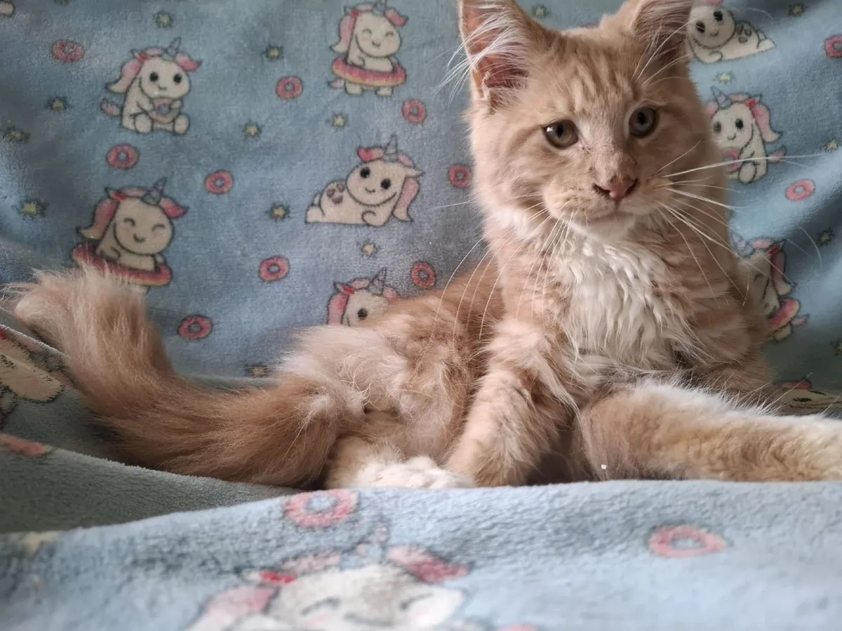 Maine Coon kitten - Image 4
