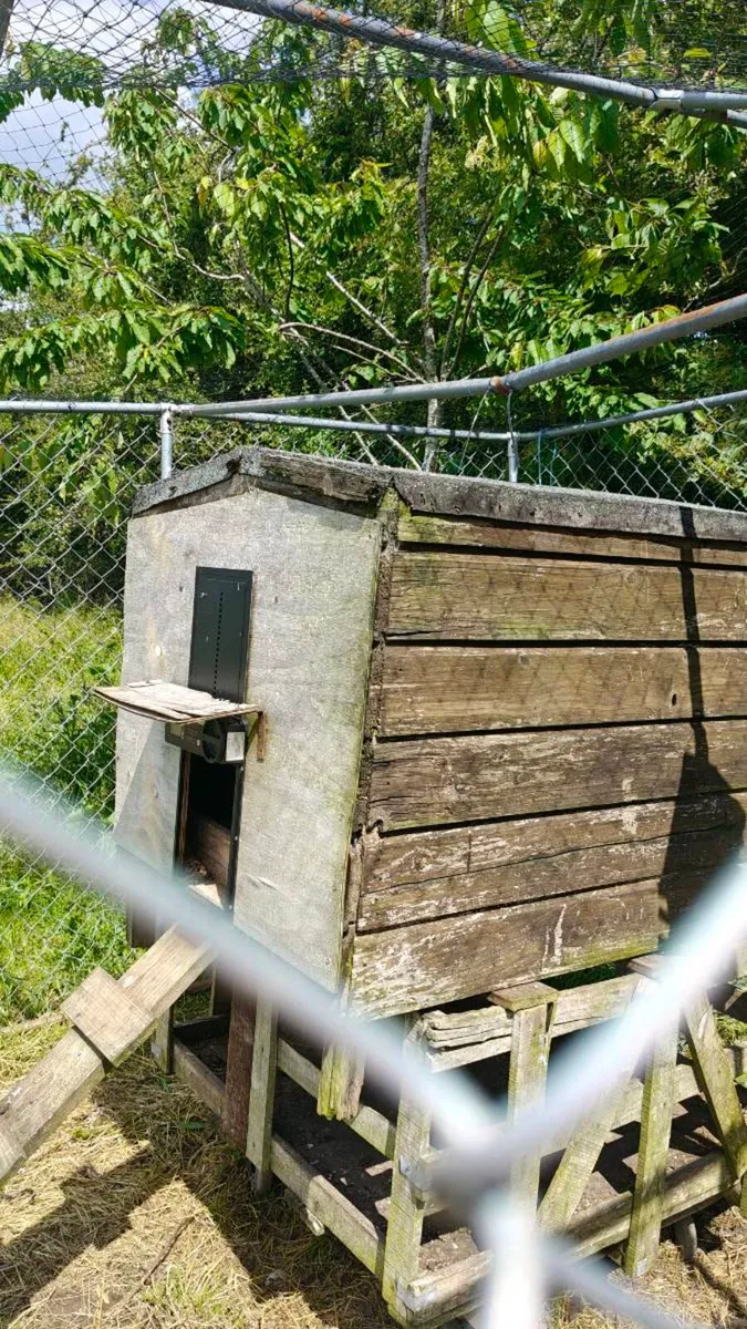 Poultry - Image 2