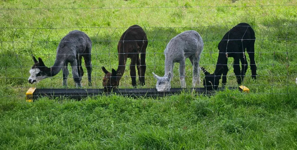 Alpaca - Image 3