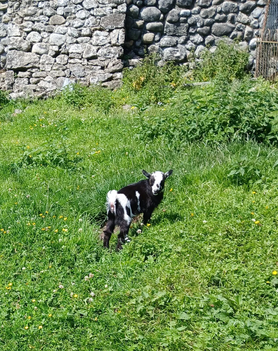 Pygmy goats - Image 2