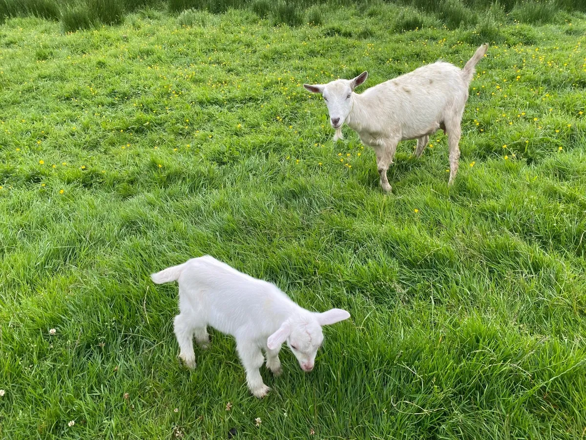 WHITE MILKING GOATS & KIDS FOR SALE BRITISH SAANEN - Image 3
