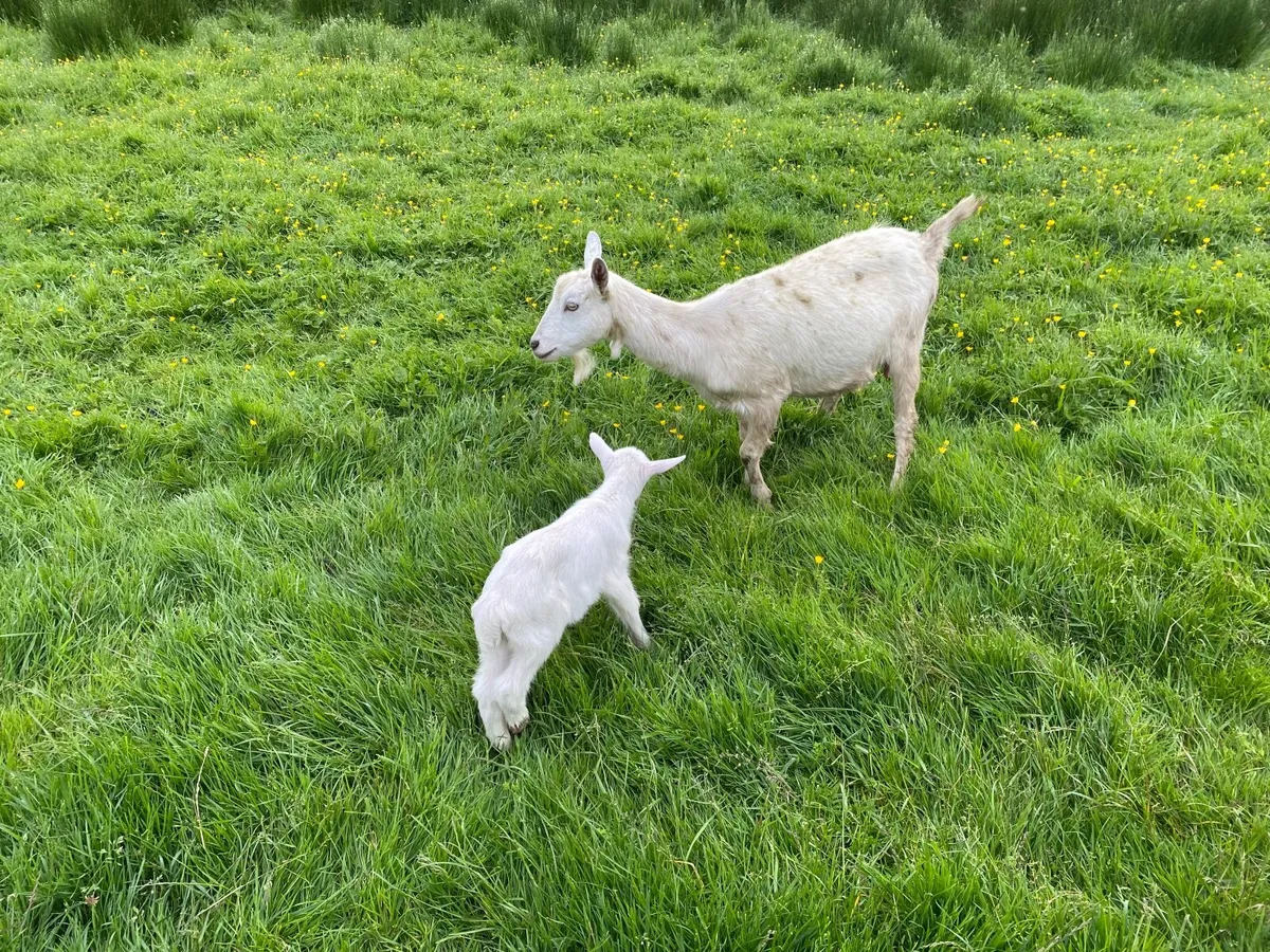 WHITE MILKING GOATS & KIDS FOR SALE BRITISH SAANEN - Image 4