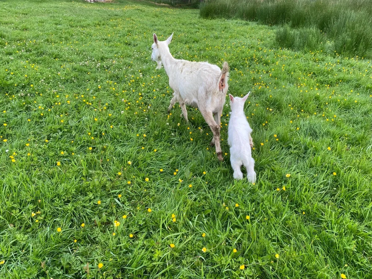 WHITE MILKING GOATS & KIDS FOR SALE BRITISH SAANEN - Image 2