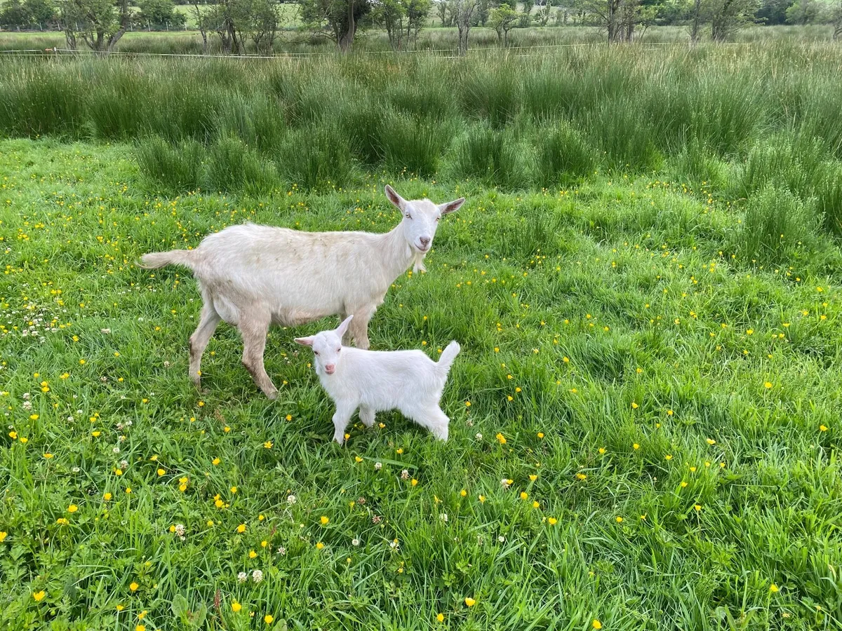 WHITE MILKING GOATS & KIDS FOR SALE BRITISH SAANEN - Image 1