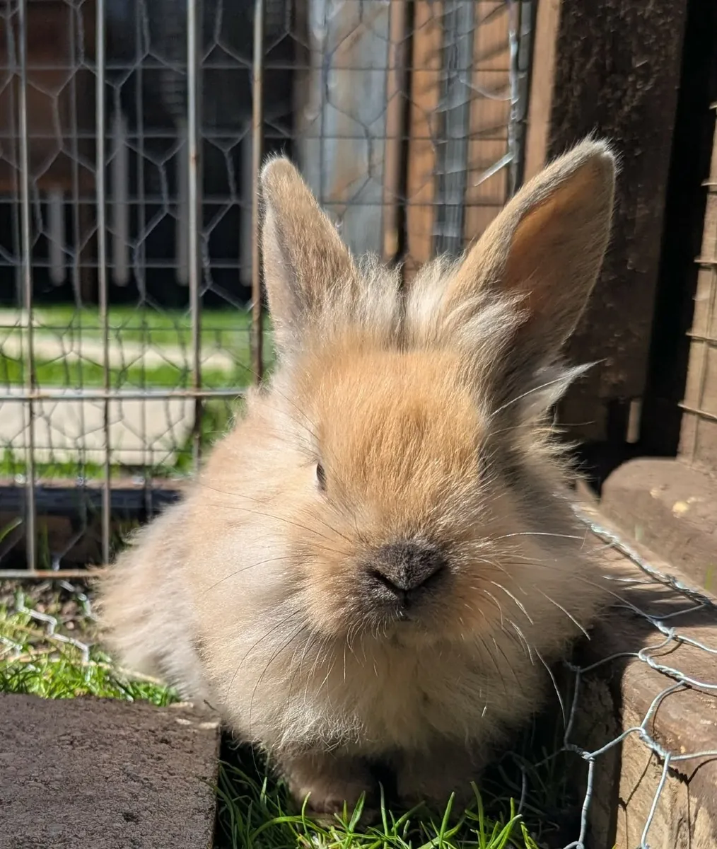 Rabbit - Image 2