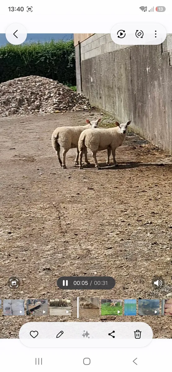 BELTEX X EWE LAMBS